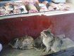 В Ужгороде кошкам так и не сказали, что рыба им уже не по зубам