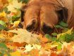 В Ужгородском районе пропала рыжая собака с черным щенком