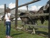 В Хусте была создана первая в Украине страусиная ферма