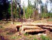 В Закарпатье фирма возместила 204 000 грн за вырубку деревьев