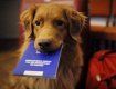 Регистрации домашних животных: Нюансы скандального законопроекта