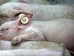 Африканська чума вбиває свиней вже у п`яти областях України