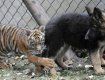 В Варшавском зоопарке тигренок Зоя играет с овчаркой Фридой
