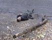 На берегу реки Уж нашли труп 76-летнего жителя Ужгорода