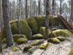 Гігантські об'єкти в українському лісі спантеличили вчених