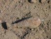 В Великоберезнянском районе нашли две минометные мины калибра 52 мм