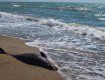 У Криму почали масово гинути дельфіни