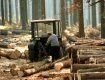 В сети показали результаты вырубки лесов в украинских Карпатах