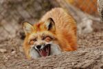 В Закарпатье по подворьям шастают бешеные лисы