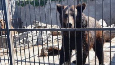 Два медведя, спасенных в Донецкой области, поселятся в горах Закарпатья