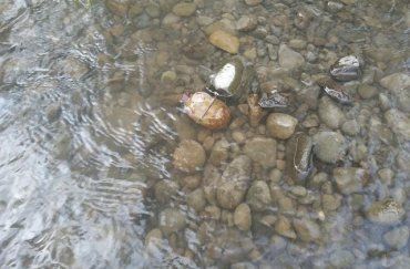 В Мукачево в реке наткнулись на пугающий "сюрприз" (фото иллюстрационное)