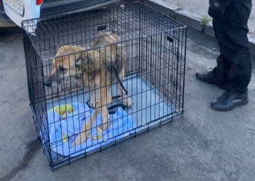 В Ужгороде патрульные пришли на помощь обессиленному псу