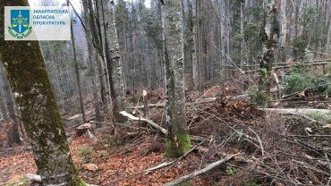 В Закарпатье за уничтожение деревьев на 18 млн будут судить "охранника" леса 