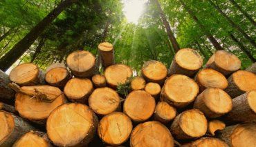 В Закарпатье из-за "охранников" леса вырубили почти четыре сотни деревьев