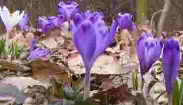 В Закарпатье уже можно посмотреть весну: В дендропарке “Березинка” зацвел шафран 