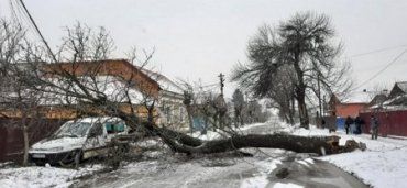 В Ужгороді дерево, що впало, могло повбивати людей