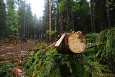 В Закарпатье чиновники "не заметили" вырубку леса на 7 миллионов