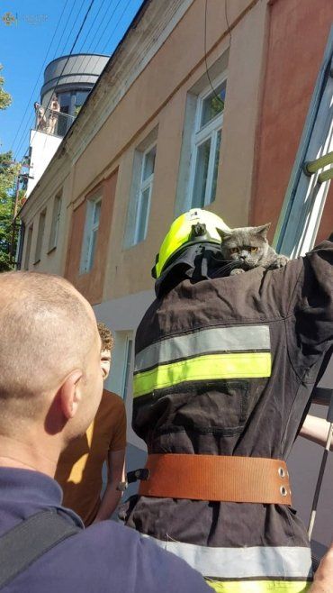 В Ужгороде спасатели помчались на помощь кошке 