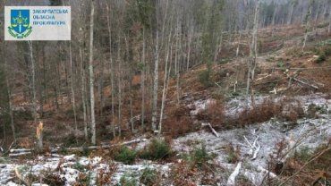 В Закарпатье "мастер" леса наплевал на массовую вырубку деревьев
