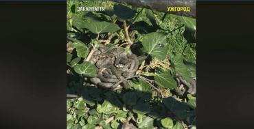 Не умрите от страха: Главную набережную в центре Ужгорода заселили десятки змей