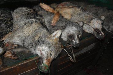 Люди у соцмережі обурені — на Закарпатті застрелено шість вовків.