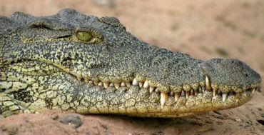 Мэр города Кэтрин призвала сократить популяцию крокодилов