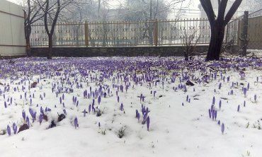 Шафран цветет на Закарпатье уже более двух недель и капризам погоды устойчив