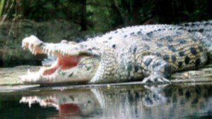 Крокодил сожрал пятилетнего ребенка