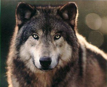 На Закарпатье увеличивается численность волков