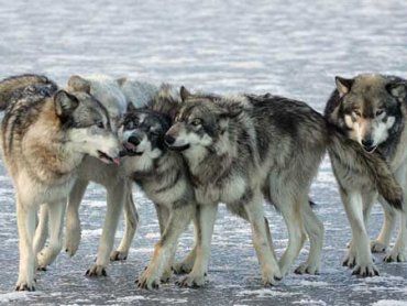 На Уманщине завелись волки