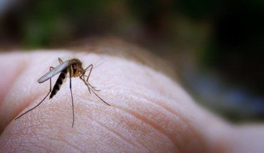 Вчені визначили кілька причини того, чому комарі кусають когось більше чим інших